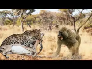Video: Animal Heros - Incredible Baboons Rescue Impala